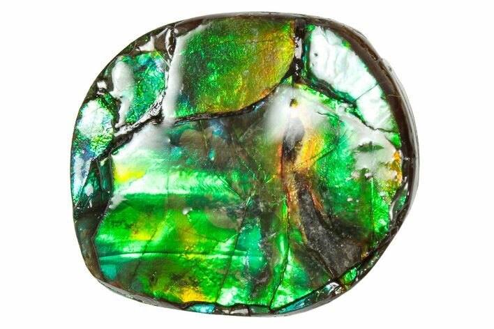 Flashy Ammolite (Fossil Ammonite Shell) - Greens & Oranges #357620